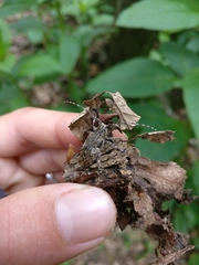 Mesosa nebulosa