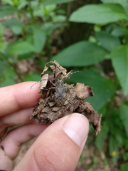 Mesosa nebulosa