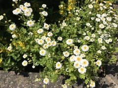 Tanacetum parthenium