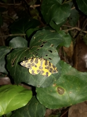 Pantherodes pardalaria