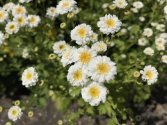 Tanacetum parthenium