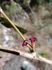 Dicoryphe viticoides