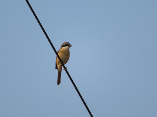 Brown Shrike