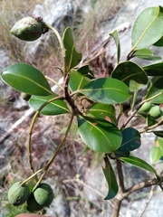Calophyllum milvum