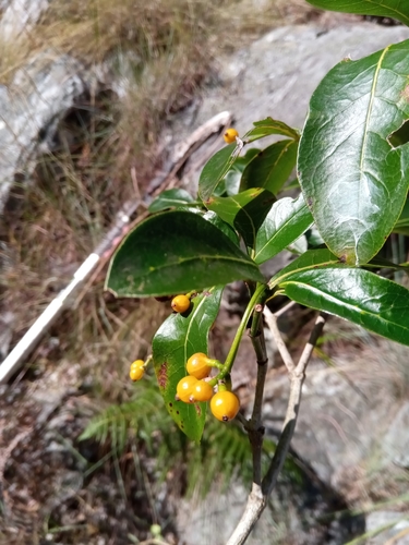 Psychotria isalensis