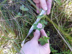 Geranium schlechteri