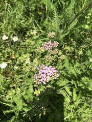 Achillea millefolium