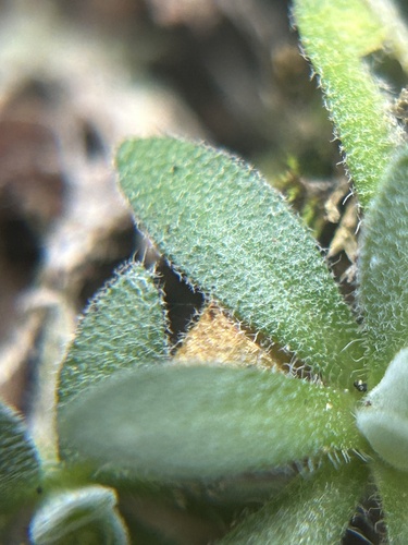 Image of Draba cana by no rights reserved