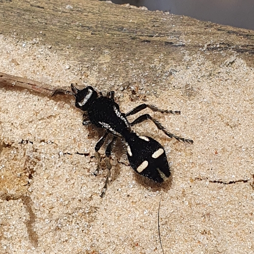 Traumatomutilla indica