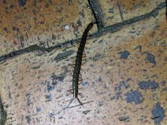 Scolopendra japonica