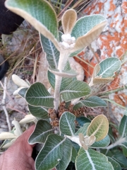 Oliganthes sublanata
