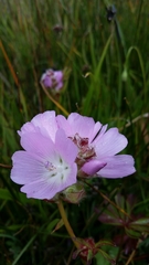 Sidalcea calycosa rhizomata