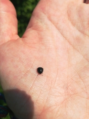 Coptosoma scutellatum