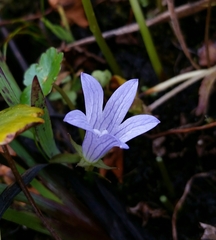 Campanula californica