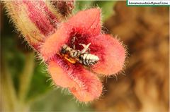 Hoplitis beijingensis