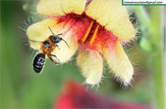 Hoplitis beijingensis