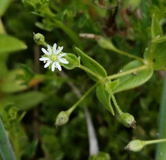 Stellaria littoralis