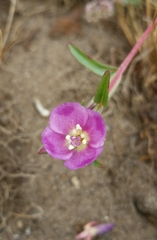 Clarkia davyi