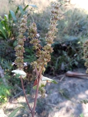 Platostoma madagascariense