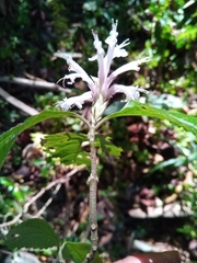 Achyrospermum fruticosum