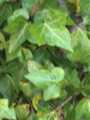 Hedera helix