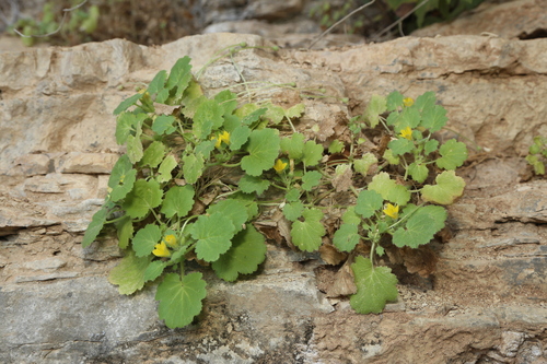 Yellow stingbush (Eucnide bartonioides)