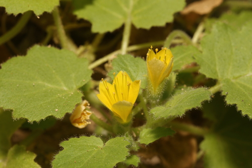 Image of Eucnide bartonioides by (c) Reid Hardin, some rights reserved (CC BY)