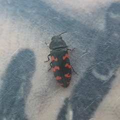 Acmaeodera quadrizonata