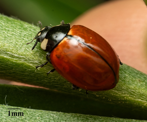 California Lady Beetle photo 3