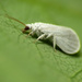 Dusty-winged Lacewings - Photo (c) Katja Schulz, some rights reserved (CC BY)