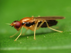 Psila
