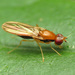 Rust Flies - Photo (c) Katja Schulz, some rights reserved (CC BY)