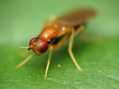 Psila
