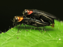Agrilus ruficollis