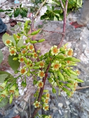 Vaccinium madagascariense