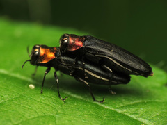 Agrilus ruficollis