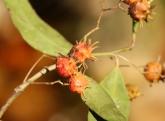 Pterocelastrus rostratus
