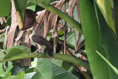 White-Naped Friarbird photo 1