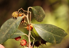 Pterocelastrus rostratus