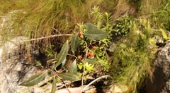 Pterocelastrus rostratus