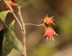 Pterocelastrus rostratus