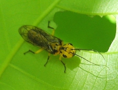Pamphiliidae