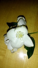 Philadelphus coronarius