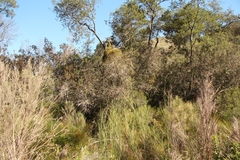 Pterocelastrus rostratus