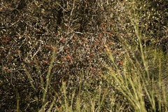 Pterocelastrus rostratus