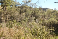 Pterocelastrus rostratus