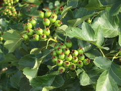 Crataegus pinnatifida