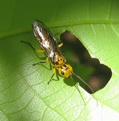 Pamphiliidae