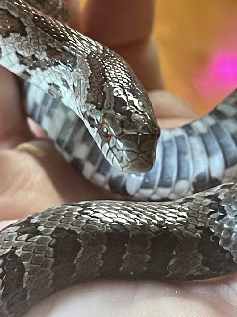 Prairie Kingsnake from Roemer Rd, Columbia, MO, US on July 27, 2024 at ...