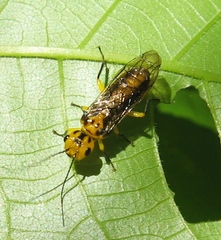 Pamphiliidae
